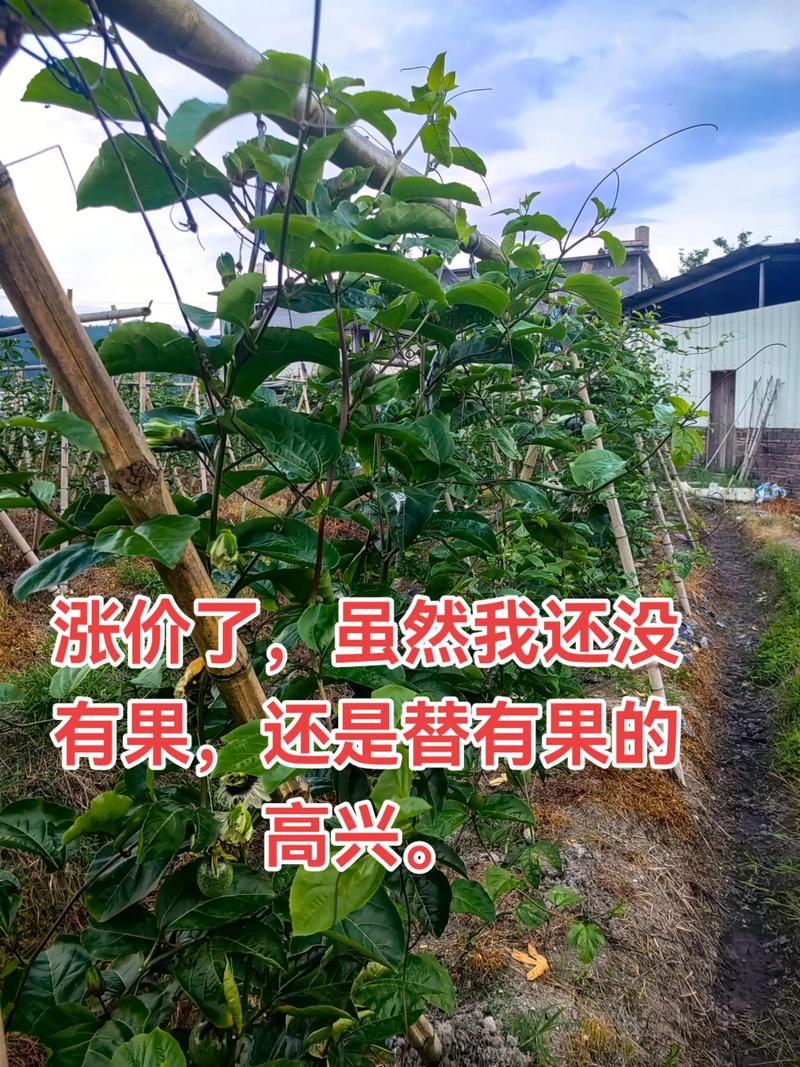 ### 标题：农业人必看！抖音涨粉的5大黄金策略，让你的农产品火出圈