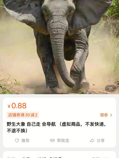 野生大象自助下单平台
