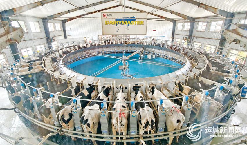 奶牛实体自助下单,随着科技的飞速发展，传统的畜牧业也正经历着一场革命性的变革。其中，奶牛实体自助下单模式的出现无疑为我们的畜牧业带来了全新的发展机遇与挑战。本文将探讨奶牛实体自助下单模式的兴起背景、实际应用场景、操作流程、潜在优势与挑战，以及对此模式的深入分析和展望。!