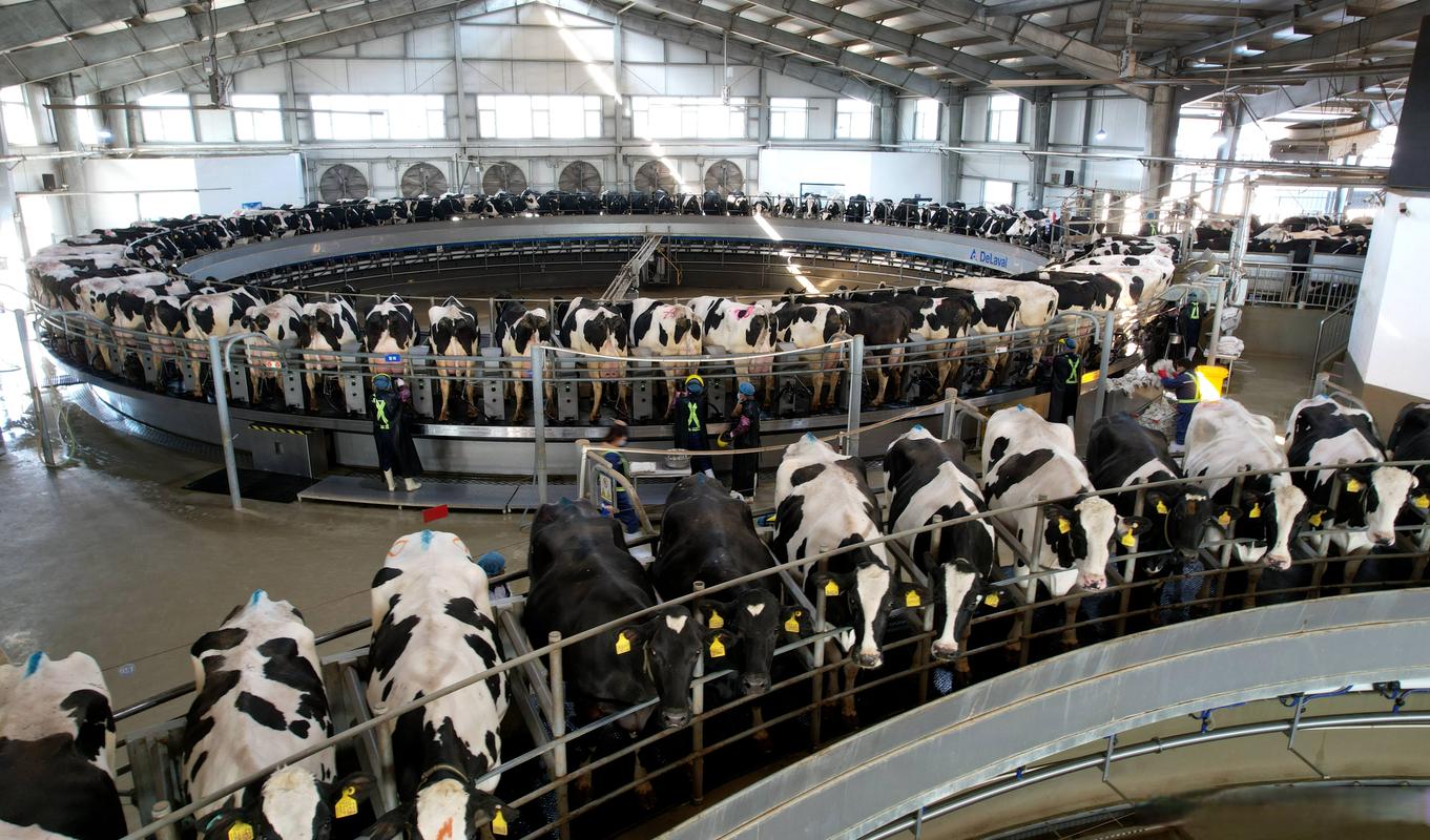 奶牛实体自助下单,随着科技的飞速发展，传统的畜牧业也正经历着一场革命性的变革。其中，奶牛实体自助下单模式的出现无疑为我们的畜牧业带来了全新的发展机遇与挑战。本文将探讨奶牛实体自助下单模式的兴起背景、实际应用场景、操作流程、潜在优势与挑战，以及对此模式的深入分析和展望。!