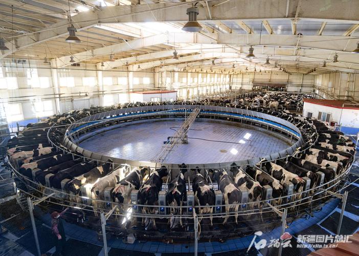 奶牛实体自助下单,随着科技的飞速发展，传统的畜牧业也正经历着一场革命性的变革。其中，奶牛实体自助下单模式的出现无疑为我们的畜牧业带来了全新的发展机遇与挑战。本文将探讨奶牛实体自助下单模式的兴起背景、实际应用场景、操作流程、潜在优势与挑战，以及对此模式的深入分析和展望。!